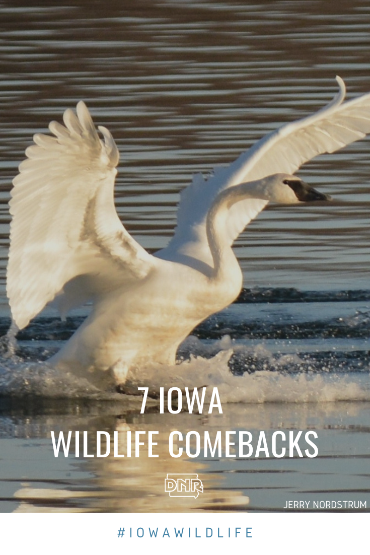 Trumpeter swans are one of these 7 Iowa Wildlife Comebacks | Iowa DNR